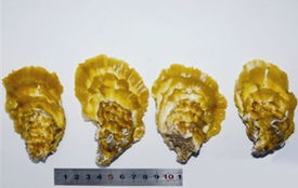 Pingtan to cultivate golden oysters