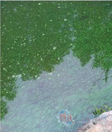 蓝藻水华对水产养殖的危害及控制技术(图13)