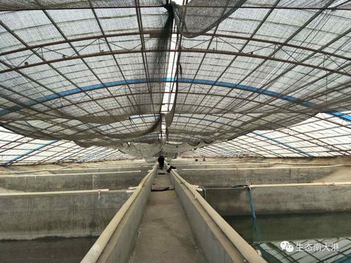 河北沧州南大港三分区精准打造工厂化水产养殖车间