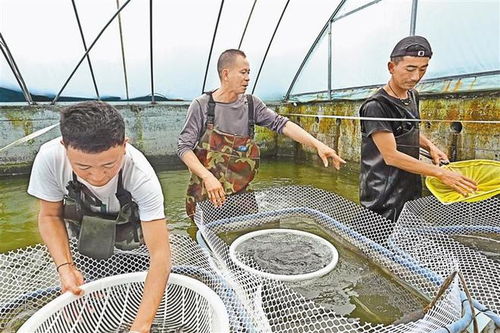 缘藏30载 真情暖高原 经济篇