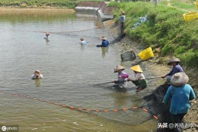 投资水产养殖,这些风险你得规避